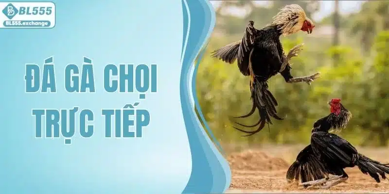 Đá Gà Chọi Trực Tiếp - Màn So Kè Đỉnh Cao Của Các Chiến Kê
