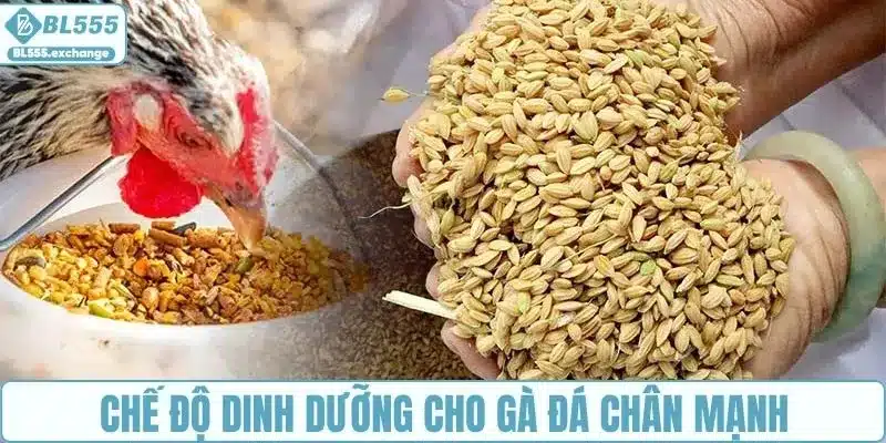 Dinh dưỡng cần thiết trong cách nuôi gà đá chân mạnh