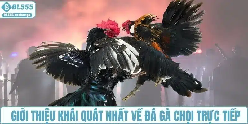 Giới thiệu khái quát nhất về đá gà chọi trực tiếp