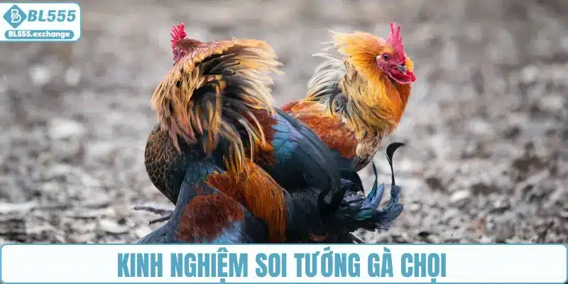 Kinh nghiệm soi tướng gà chọi