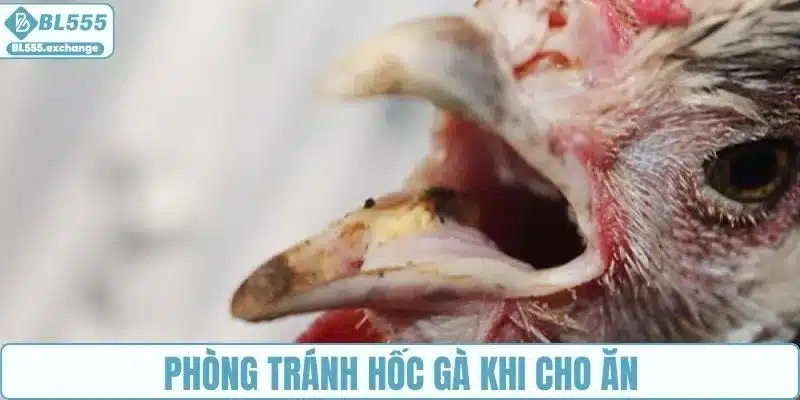 Phòng tránh hốc gà khi cho ăn
